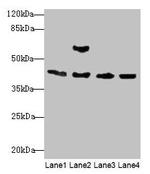 ACTA1 Antibody in Western Blot (WB)