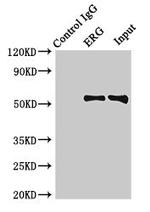 ERG Antibody in Immunoprecipitation (IP)