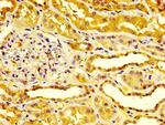 Endocan Antibody in Immunohistochemistry (Paraffin) (IHC (P))