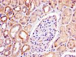 Prohibitin Antibody in Immunohistochemistry (Paraffin) (IHC (P))