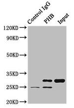 Prohibitin Antibody in Immunoprecipitation (IP)