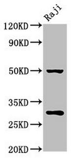 Prohibitin Antibody in Western Blot (WB)