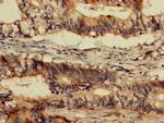 c-Abl Antibody in Immunohistochemistry (Paraffin) (IHC (P))