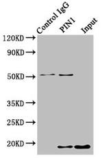 PIN1 Antibody in Immunoprecipitation (IP)