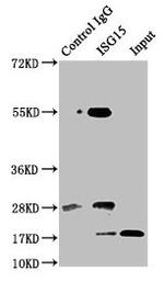 ISG15 Antibody in Immunoprecipitation (IP)