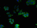 Aquaporin 1 Antibody in Immunocytochemistry (ICC/IF)