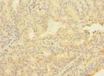 ASTL Antibody in Immunohistochemistry (Paraffin) (IHC (P))