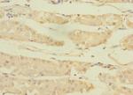 ASTL Antibody in Immunohistochemistry (Paraffin) (IHC (P))