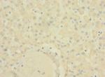 SLC22A9 Antibody in Immunohistochemistry (Paraffin) (IHC (P))