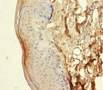 NXPE3 Antibody in Immunohistochemistry (Paraffin) (IHC (P))