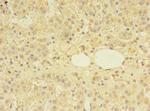 MTR Antibody in Immunohistochemistry (Paraffin) (IHC (P))