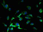 SLC38A7 Antibody in Immunocytochemistry (ICC/IF)