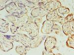 PIH1D1 Antibody in Immunohistochemistry (Paraffin) (IHC (P))