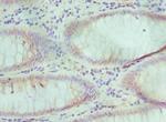 ELOA Antibody in Immunohistochemistry (Paraffin) (IHC (P))