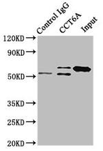 TCP-1 zeta Antibody in Immunoprecipitation (IP)