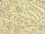 CDH11 Antibody in Immunohistochemistry (Paraffin) (IHC (P))