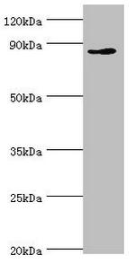 CDH11 Antibody in Western Blot (WB)