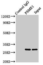 PSME1 Antibody in Immunoprecipitation (IP)