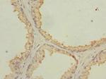 NMT2 Antibody in Immunohistochemistry (Paraffin) (IHC (P))