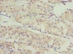 SLC46A1 Antibody in Immunohistochemistry (Paraffin) (IHC (P))