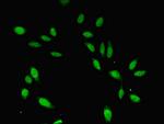 Cdc45L Antibody in Immunocytochemistry (ICC/IF)