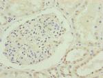 Cdc45L Antibody in Immunohistochemistry (Paraffin) (IHC (P))