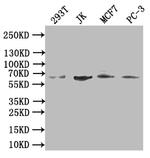 Cdc45L Antibody in Western Blot (WB)