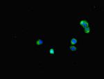 BUBR1 Antibody in Immunocytochemistry (ICC/IF)