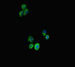 STAT3 Antibody in Immunocytochemistry (ICC/IF)