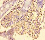 SRGAP2C Antibody in Immunohistochemistry (Paraffin) (IHC (P))