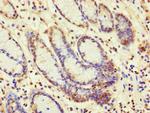 SBF2 Antibody in Immunohistochemistry (Paraffin) (IHC (P))