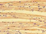 PKD1L3 Antibody in Immunohistochemistry (Paraffin) (IHC (P))