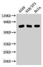 MX1 Antibody in Western Blot (WB)