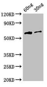 HA Tag Antibody in Western Blot (WB)