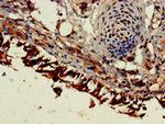 Endocan Antibody in Immunohistochemistry (Paraffin) (IHC (P))