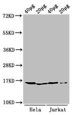 H3K9me1 Antibody in Western Blot (WB)