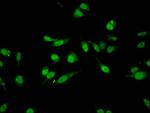 H3K27me1 Antibody in Immunocytochemistry (ICC/IF)