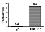 Acetyl-Histone H1.4 (Lys51) Antibody in ChIP Assay (ChIP)