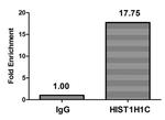 Acetyl-Histone H1.2 (Lys62) Antibody in ChIP Assay (ChIP)