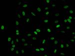 Acetyl-Histone H1.2 (Lys62) Antibody in Immunocytochemistry (ICC/IF)