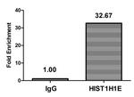 Acetyl-Histone H1.4 (Lys63) Antibody in ChIP Assay (ChIP)