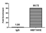 Acetyl-Histone H1.4 (Lys16) Antibody in ChIP Assay (ChIP)