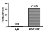 Acetyl-Histone H1.4 (Lys33) Antibody in ChIP Assay (ChIP)