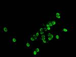 Acetyl-Histone H1.4 (Lys33) Antibody in Immunocytochemistry (ICC/IF)