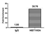 H3K18cr Antibody in ChIP Assay (ChIP)