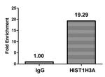 H3K79ac Antibody in ChIP Assay (ChIP)