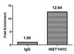 Crotonyl-Histone H1.2 (Lys158) Antibody in ChIP Assay (ChIP)