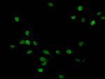 Crotonyl-Histone H1.2 (Lys158) Antibody in Immunocytochemistry (ICC/IF)