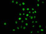 2-hydroxyisobutyryl-Histone H1.2 (Lys22) Antibody in Immunocytochemistry (ICC/IF)