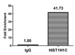 2-hydroxyisobutyryl-Histone H1.2 (Lys80) Antibody in ChIP Assay (ChIP)